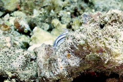 Chromodoris lochi