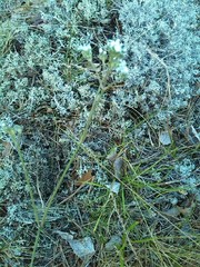 Gypsophila fastigiata