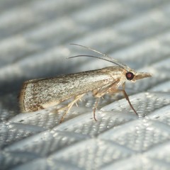 Microcrambus polingi