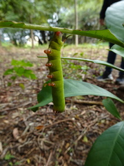 Macroglossum divergens