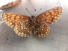 Melitaea