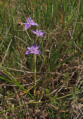 Moraea australis