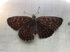Melitaea