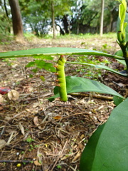 Macroglossum divergens
