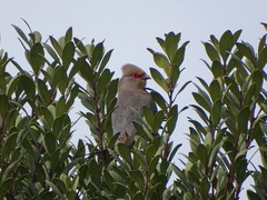 Urocolius indicus indicus