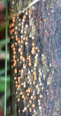 Nectria