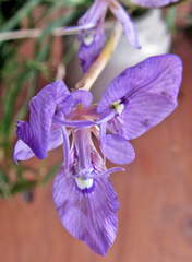Moraea elliotii