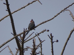 Urocolius indicus indicus