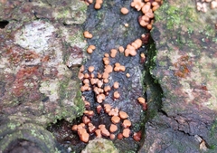 Nectria