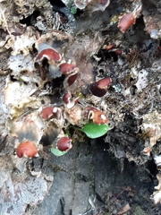 Peltigera horizontalis