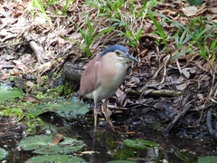 Nycticorax caledonicus
