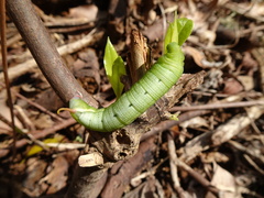 Macroglossum divergens