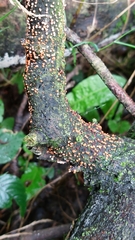 Nectria
