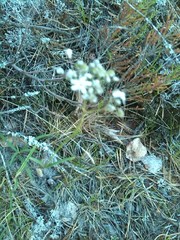 Gypsophila fastigiata
