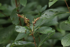 Clethra alnifolia