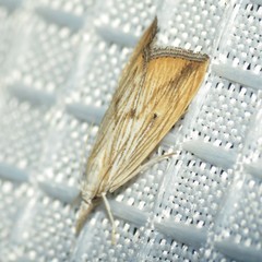 Xubida dentilineatella