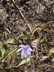 Lactuca tenerrima