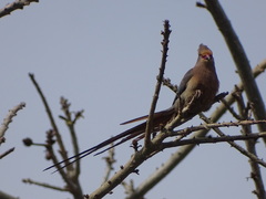 Urocolius indicus indicus