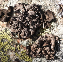 Umbilicaria polyrrhiza
