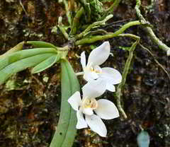 Sarcochilus falcatus