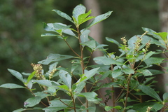 Clethra alnifolia