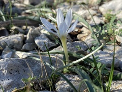 Colchicum hungaricum