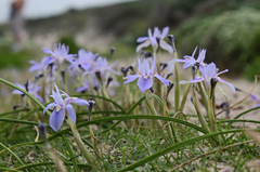 Moraea australis