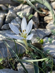 Colchicum hungaricum