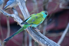 Psephotus dissimilis