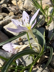 Colchicum hungaricum