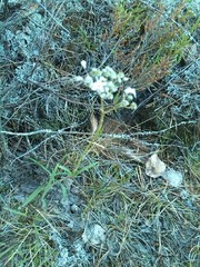 Gypsophila fastigiata