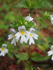 Euphrasia maximowiczii