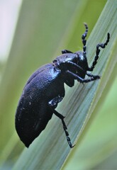Meloe violaceus