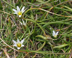 Romulea rosea australis