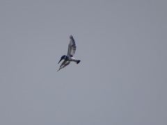 Ceryle rudis rudis