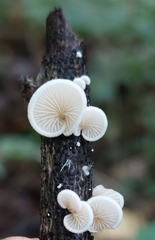 Crepidotus