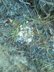Gypsophila fastigiata