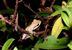 Polypedates macrotis