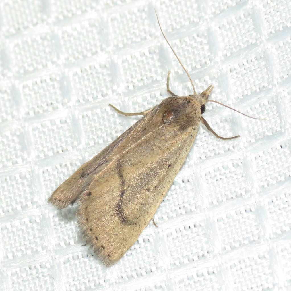Gabara obscura