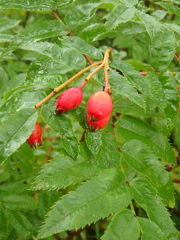 Sorbus sambucifolia