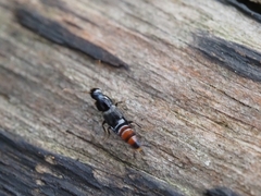 Staphylinidae