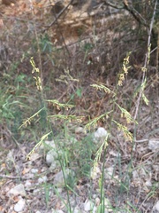 Cleistogenes serotina