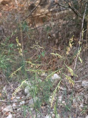 Cleistogenes serotina