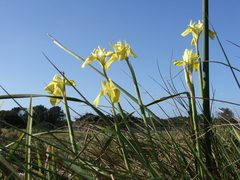 Moraea spathulata