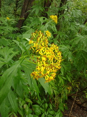 Jacobaea cannabifolia