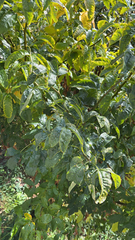 Laburnum anagyroides