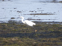 Egretta garzetta garzetta