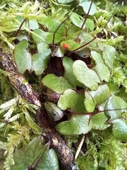 Corybas trilobus aggregate