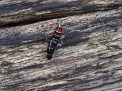 Staphylinidae