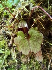Corybas trilobus aggregate